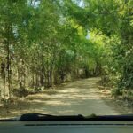 Shruti Bapna Instagram - The path clears itself when you keep going✨ . . . . . #pench #penchnationalpark #penchtigerreserve #travelindia #wildlifeindia #wildcats #madhyapradesh #madhyapradeshdiaries #thursdaythoughts Pench