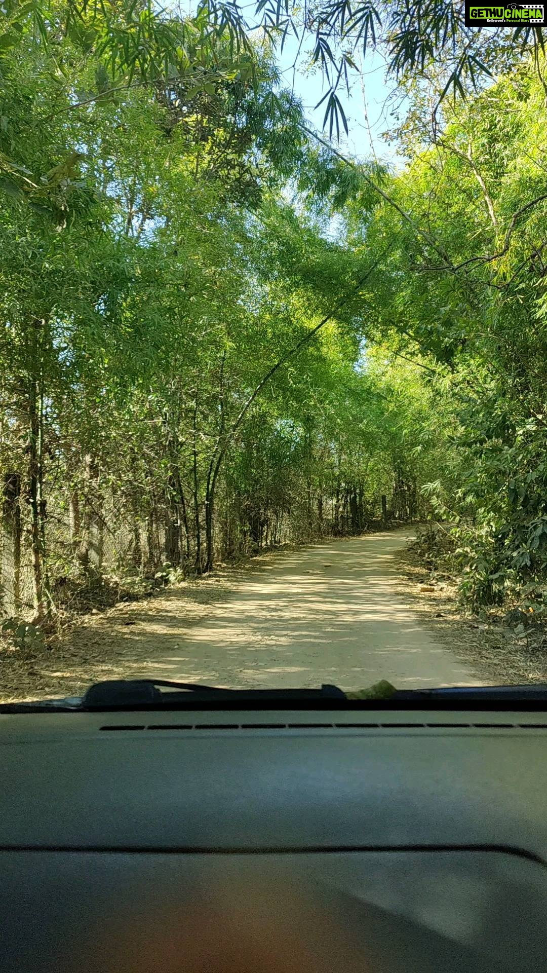 Shruti Bapna Instagram - The path clears itself when you keep going✨ . . . . . #pench #penchnationalpark #penchtigerreserve #travelindia #wildlifeindia #wildcats #madhyapradesh #madhyapradeshdiaries #thursdaythoughts Pench