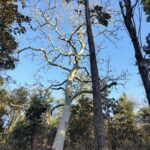 Shruti Bapna Instagram - How amazing it is that we have all kinds of landscapes within India! Here are some lovely views from Pench Tiger Reserve💚 . . . . . #penchnationalpark #tigerreserve #beautifulindia #indiatravel #madhyapradesh #penchtigerreserve #natureshots #treesofinstagram #photodaily