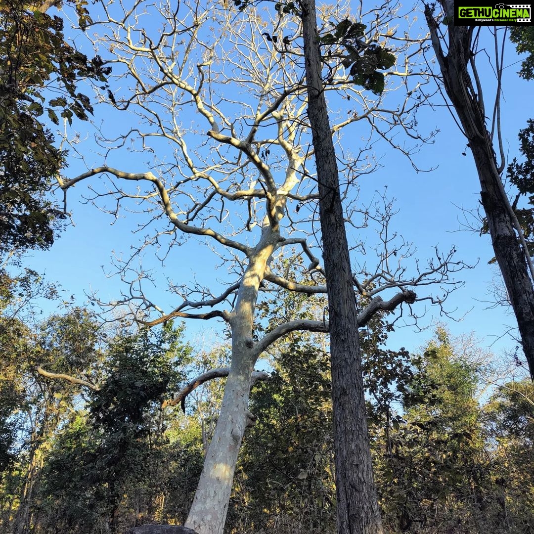 Shruti Bapna Instagram - How amazing it is that we have all kinds of landscapes within India! Here are some lovely views from Pench Tiger Reserveđź’š . . . . . #penchnationalpark #tigerreserve #beautifulindia #indiatravel #madhyapradesh #penchtigerreserve #natureshots #treesofinstagram #photodaily