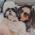 Sonal Monteiro Instagram - Simba ❤ #myforverandalways❤️ #simba #petsofinstagram #shitzusofinstagram #shitzu #petstagram #loveforpets #sonalmonteiro #bangalore #mangalore #roberrt #kannada #sandalwood #kfiofficial