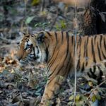 Sonalee Kulkarni Instagram - His Majesty, the रावसाहेब 🙏🏻 Captures by @travelbandar and @om_190615 during #penchsafari My first ever sighting was so overwhelming that I cannot even put it in words. Thank you @yogeshganu @arannyaexperiences @mahapenchtiger for the experience 🚩 WATCH FULL EPISODE ON #MaharashtraOnMyLips - Link In Bio #sonaleekulkarni @kunalvijayakar @maharashtratourismofficial Pench Maharashtra