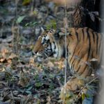 Sonalee Kulkarni Instagram - His Majesty, the रावसाहेब 🙏🏻 Captures by @travelbandar and @om_190615 during #penchsafari My first ever sighting was so overwhelming that I cannot even put it in words. Thank you @yogeshganu @arannyaexperiences @mahapenchtiger for the experience 🚩 WATCH FULL EPISODE ON #MaharashtraOnMyLips - Link In Bio #sonaleekulkarni @kunalvijayakar @maharashtratourismofficial Pench Maharashtra