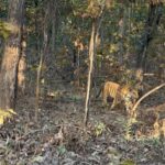 Sonalee Kulkarni Instagram - His Majesty, the रावसाहेब 🙏🏻 Captures by @travelbandar and @om_190615 during #penchsafari My first ever sighting was so overwhelming that I cannot even put it in words. Thank you @yogeshganu @arannyaexperiences @mahapenchtiger for the experience 🚩 WATCH FULL EPISODE ON #MaharashtraOnMyLips - Link In Bio #sonaleekulkarni @kunalvijayakar @maharashtratourismofficial Pench Maharashtra