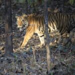 Sonalee Kulkarni Instagram – His Majesty, the रावसाहेब 🙏🏻

Captures by @travelbandar and @om_190615 during #penchsafari 

My first ever sighting was so overwhelming that I cannot even put it in words. Thank you @yogeshganu @arannyaexperiences  @mahapenchtiger for the experience 🚩 

WATCH FULL EPISODE ON #MaharashtraOnMyLips – Link In Bio #sonaleekulkarni @kunalvijayakar @maharashtratourismofficial Pench Maharashtra