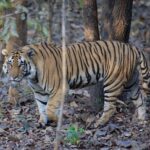 Sonalee Kulkarni Instagram – His Majesty, the रावसाहेब 🙏🏻

Captures by @travelbandar and @om_190615 during #penchsafari 

My first ever sighting was so overwhelming that I cannot even put it in words. Thank you @yogeshganu @arannyaexperiences  @mahapenchtiger for the experience 🚩 

WATCH FULL EPISODE ON #MaharashtraOnMyLips – Link In Bio #sonaleekulkarni @kunalvijayakar @maharashtratourismofficial Pench Maharashtra