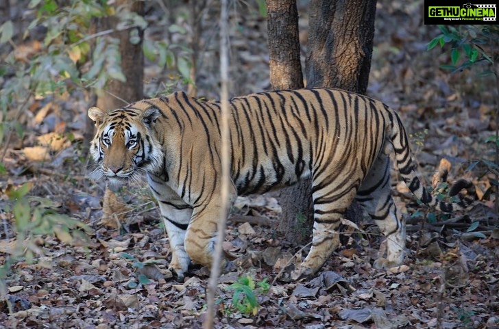 Sonalee Kulkarni Instagram - His Majesty, the रावसाहेब 🙏🏻 Captures by @travelbandar and @om_190615 during #penchsafari My first ever sighting was so overwhelming that I cannot even put it in words. Thank you @yogeshganu @arannyaexperiences @mahapenchtiger for the experience 🚩 WATCH FULL EPISODE ON #MaharashtraOnMyLips - Link In Bio #sonaleekulkarni @kunalvijayakar @maharashtratourismofficial Pench Maharashtra