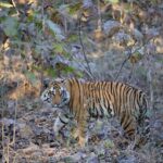 Sonalee Kulkarni Instagram – His Majesty, the रावसाहेब 🙏🏻

Captures by @travelbandar and @om_190615 during #penchsafari 

My first ever sighting was so overwhelming that I cannot even put it in words. Thank you @yogeshganu @arannyaexperiences  @mahapenchtiger for the experience 🚩 

WATCH FULL EPISODE ON #MaharashtraOnMyLips – Link In Bio #sonaleekulkarni @kunalvijayakar @maharashtratourismofficial Pench Maharashtra