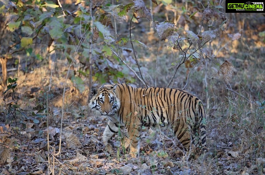 Sonalee Kulkarni Instagram - His Majesty, the रावसाहेब 🙏🏻 Captures by @travelbandar and @om_190615 during #penchsafari My first ever sighting was so overwhelming that I cannot even put it in words. Thank you @yogeshganu @arannyaexperiences @mahapenchtiger for the experience 🚩 WATCH FULL EPISODE ON #MaharashtraOnMyLips - Link In Bio #sonaleekulkarni @kunalvijayakar @maharashtratourismofficial Pench Maharashtra