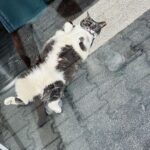 Sonalee Kulkarni Instagram - “Catstanbul” ~ the cats are the real rulers of #istanbul and we are just their guests 🐈 #sonaleekulkarni #birthdayweek #turkey #cats #candid #real #traveller #travelphotography #meow İstanbul Turkey