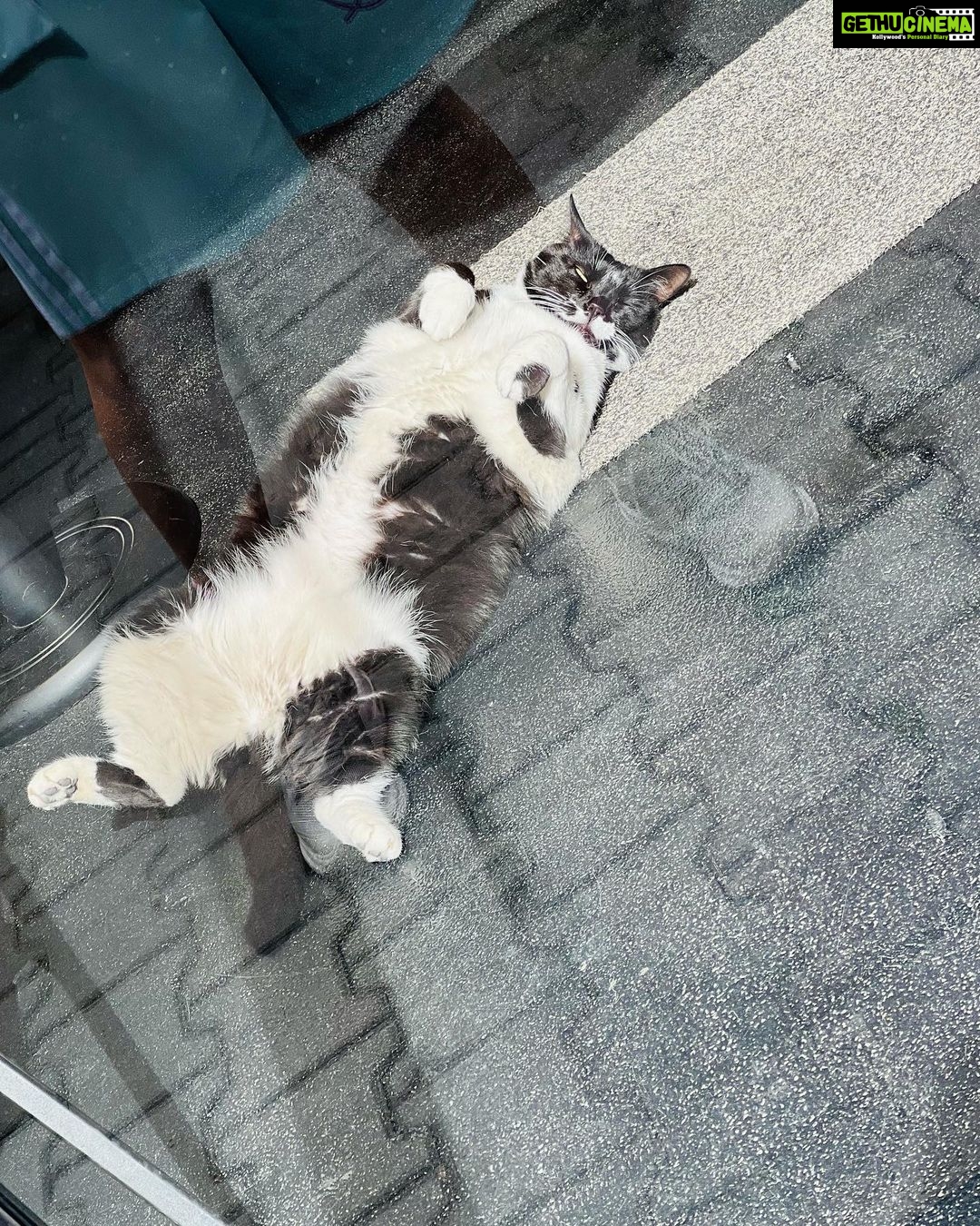 Sonalee Kulkarni Instagram - “Catstanbul” ~ the cats are the real rulers of #istanbul and we are just their guests 🐈 #sonaleekulkarni #birthdayweek #turkey #cats #candid #real #traveller #travelphotography #meow İstanbul Turkey
