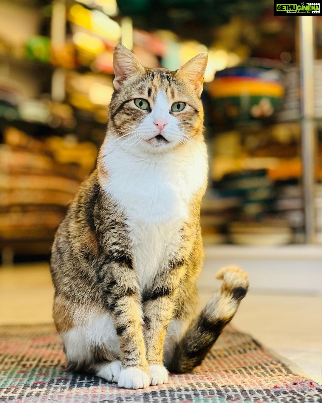 Sonalee Kulkarni Instagram - “Catstanbul” ~ the cats are the real rulers of #istanbul and we are just their guests 🐈 #sonaleekulkarni #birthdayweek #turkey #cats #candid #real #traveller #travelphotography #meow İstanbul Turkey