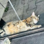 Sonalee Kulkarni Instagram - “Catstanbul” ~ the cats are the real rulers of #istanbul and we are just their guests 🐈 #sonaleekulkarni #birthdayweek #turkey #cats #candid #real #traveller #travelphotography #meow İstanbul Turkey