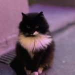 Sonalee Kulkarni Instagram - “Catstanbul” ~ the cats are the real rulers of #istanbul and we are just their guests 🐈 #sonaleekulkarni #birthdayweek #turkey #cats #candid #real #traveller #travelphotography #meow İstanbul Turkey
