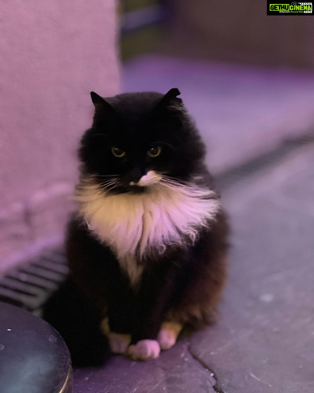 Sonalee Kulkarni Instagram - “Catstanbul” ~ the cats are the real rulers of #istanbul and we are just their guests 🐈 #sonaleekulkarni #birthdayweek #turkey #cats #candid #real #traveller #travelphotography #meow İstanbul Turkey