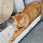 Sonalee Kulkarni Instagram - “Catstanbul” ~ the cats are the real rulers of #istanbul and we are just their guests 🐈 #sonaleekulkarni #birthdayweek #turkey #cats #candid #real #traveller #travelphotography #meow İstanbul Turkey