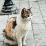 Sonalee Kulkarni Instagram - “Catstanbul” ~ the cats are the real rulers of #istanbul and we are just their guests 🐈 #sonaleekulkarni #birthdayweek #turkey #cats #candid #real #traveller #travelphotography #meow İstanbul Turkey