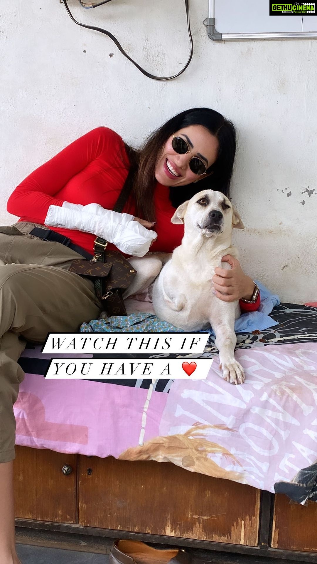 Sonnalli Seygall Instagram - Celebrated my birthday with these babies yesterday ❤️ It takes just one person to make a difference in the life of a stray animal, but it takes a community to change their fate. I was pained and happy at the same time. Pained to see so many handicapped/ special and old babies but happy that @foundationsamovila has provided them with a home ❤️ I saw the amazing work they’ve been doing and I can only thank them n support them and urge you to do the same 🙏 They are the true heroes! #Respect Pls share this with all animal lovers and with anyone who wants to bring about a change in their fate 🙏 #animalrights #savetheanimals #animalwelfare #adoptdontshop #stopanimalabuse #animallovers #strayanimals #petlovers #animalcharity #petreels