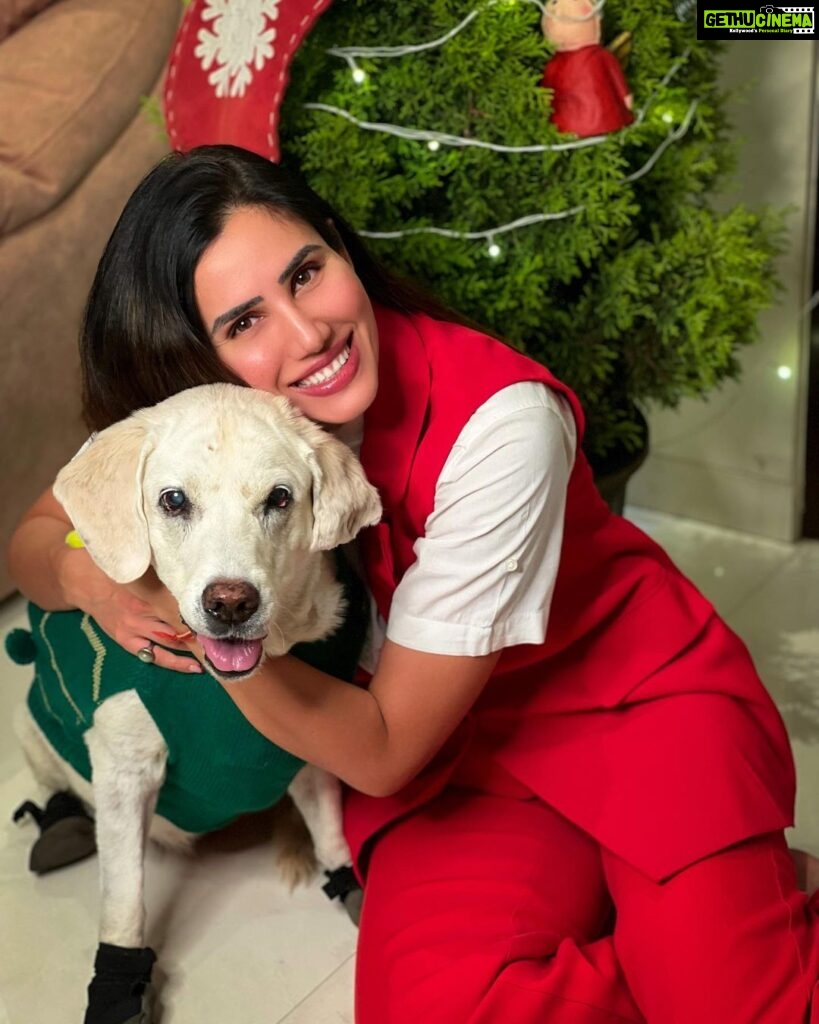 Sonnalli Seygall Instagram - It’s a Merry Christmas ❤️ #christmas2022 #happyholidays #familytime #doggiechristmas #labsofinstagram