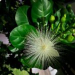 Tejashree Pradhan Instagram - Sometimes all you need is… Mother earth😇 Blue sky 😇 colours and sound of nature 😇 fruitful book 😇 . . . . And . . . . . A peacock🦚 for a company. #HappyLife