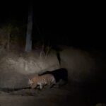 Vaidehi Parashurami Instagram - My first ever Safari… Night Safari! Can’t thank these people enough for this experience… @ameyzone @sajirid @mandar.sortur @aranyamie_wilderness.safaris @anishjoag @devendra.gogate @bapatgaurav Kanha National Park