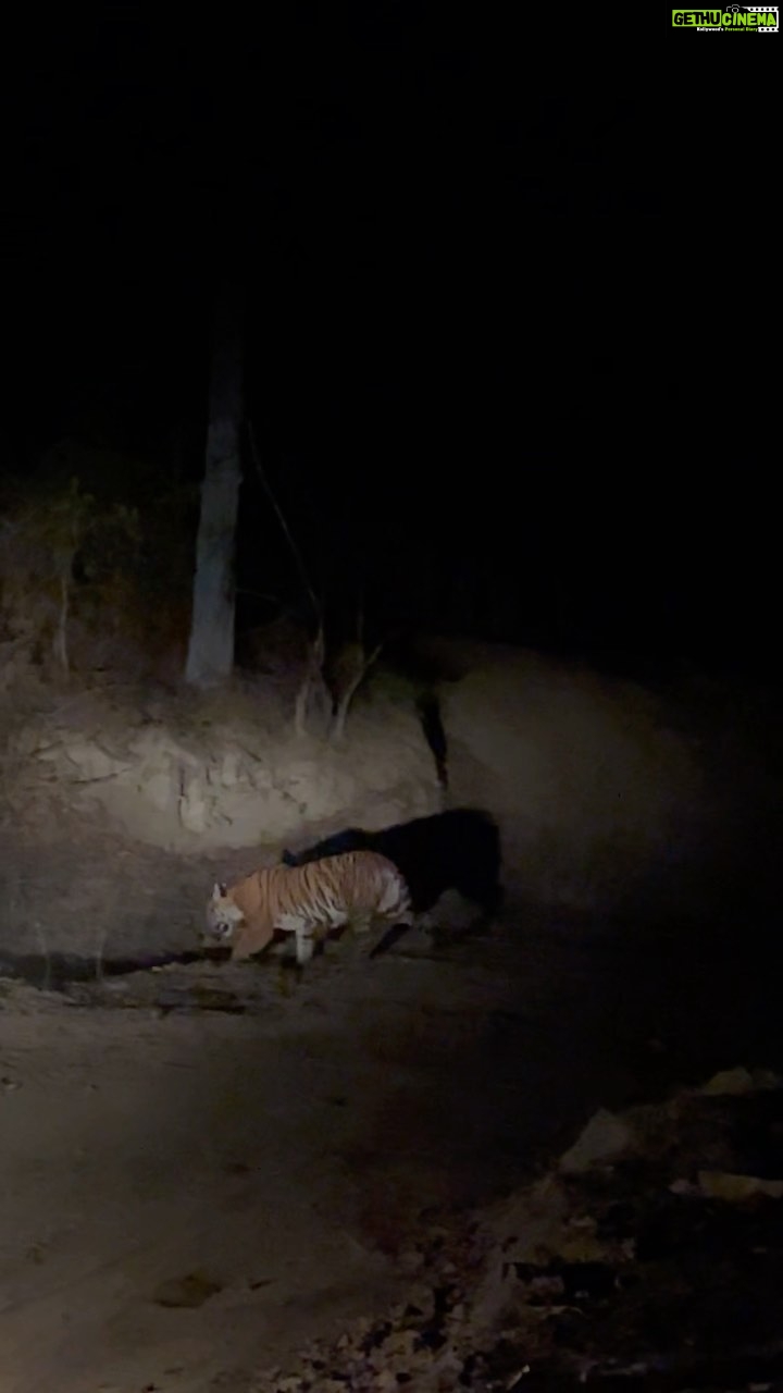 Vaidehi Parashurami Instagram - My first ever Safari… Night Safari! Can’t thank these people enough for this experience… @ameyzone @sajirid @mandar.sortur @aranyamie_wilderness.safaris @anishjoag @devendra.gogate @bapatgaurav Kanha National Park