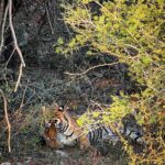 Aditi Balan Instagram - Day 2 , another sighting at Ranthambore. Hello Jay. :) Was I lucky enough to spot another one the very next day or what? Not one but three tigers and a leopard in 2 days. Ranthambore Tiger Reserve