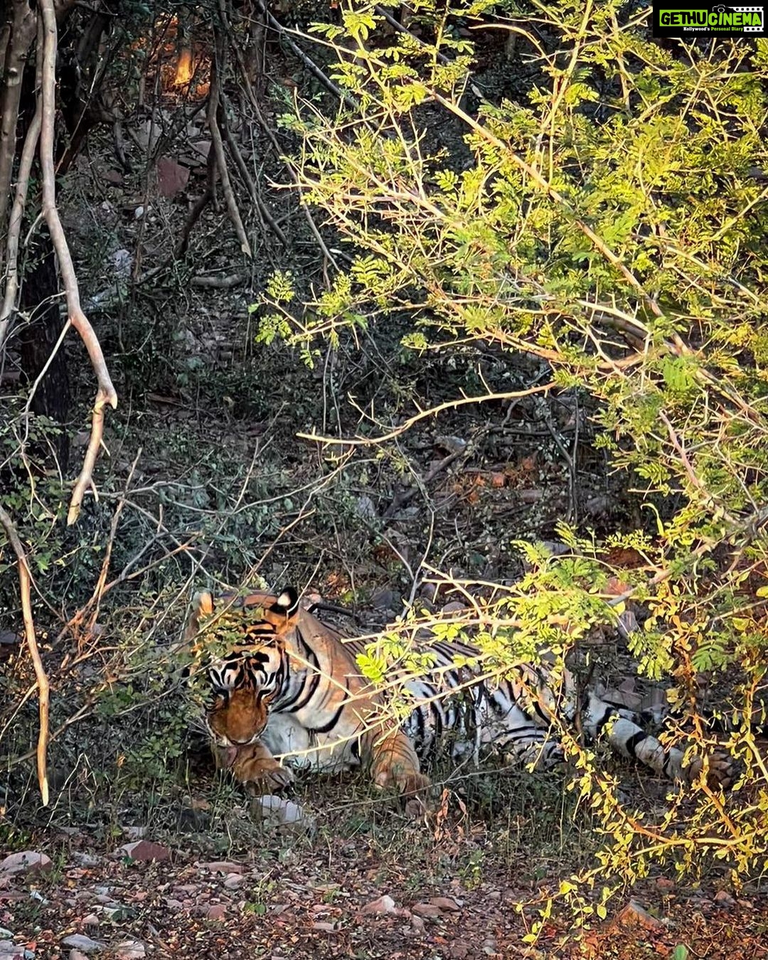 Aditi Balan Instagram - Day 2 , another sighting at Ranthambore. Hello Jay. :) Was I lucky enough to spot another one the very next day or what? Not one but three tigers and a leopard in 2 days. Ranthambore Tiger Reserve