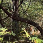 Aditi Balan Instagram - Day 1 , tiger sighting at Ranthambore. Meet Shakthi’s baby. What a great sight that was. 🐅 Ranthambore Tiger Reserve