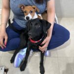 Aksha Pardasany Instagram - Got a chance to interact with the cutest, gentlest and naughtiest boys and girls today ❤️ They make for wonderful buddies, brothers, sisters, sons and daughters. Your life will never be the same. They are looking for a place in your homes and your hearts, and believe me, if you take a chance on them, they will fulfil your lives in a way nothing else on this planet can. Please take a moment to look at them posing like pros. Ask @kaushal_dp and he will confirm they were the best models and actors. To adopt them or visit them, please contact @catsofmeowmbai