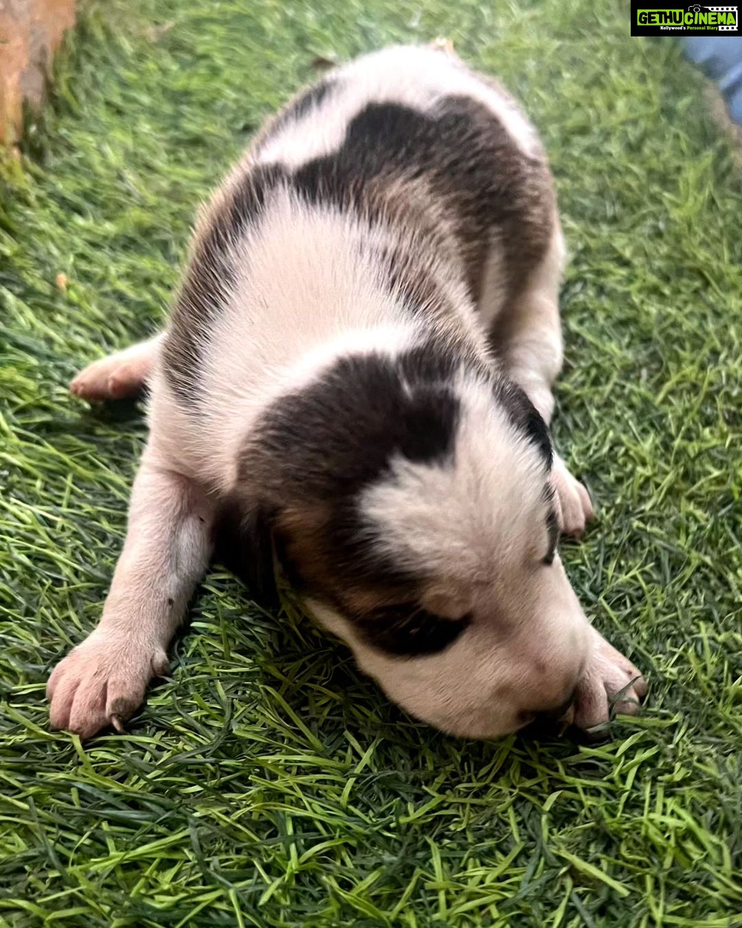 Alice Kaushik Instagram - Puppy love πΆπ #NoFilterOnlyLove