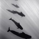 Amy Jackson Instagram – GRAPHIC CONTENT ⚠️
@seaspiracy @seashepherduk have a crew on the scene in the Faroe islands documenting the slaughter. This is their update so far.
“After a two hour chase. The slaughter of pilot whales is over. Chased through the fjord and up on the beach, all lives were taken except one lone pilot whale which desperately escaped. One pilot whale, very alone, traumatised. The entire family killed before it’s eyes and ears.”
The pilot whales will now be brought to land where more killers are waiting to finish the job.
Stand with us in the fight to #StopTheGrind ✊
Join the coalition stopthegrind.org
📹 DISCLAIMER: The footage in this video was taken by @alitabrizi and @lucytabrizi whilst filming @seaspiracy and is not of the current massacre occurring right now.
#seashephered #seaspiracy #faroeislands #thegrindhunt #pilotwhales #conservation #whales #dolphins #animals #marinewildlife #wildlife #nature #ocean #cruelty #oceanlife Faroe Islands