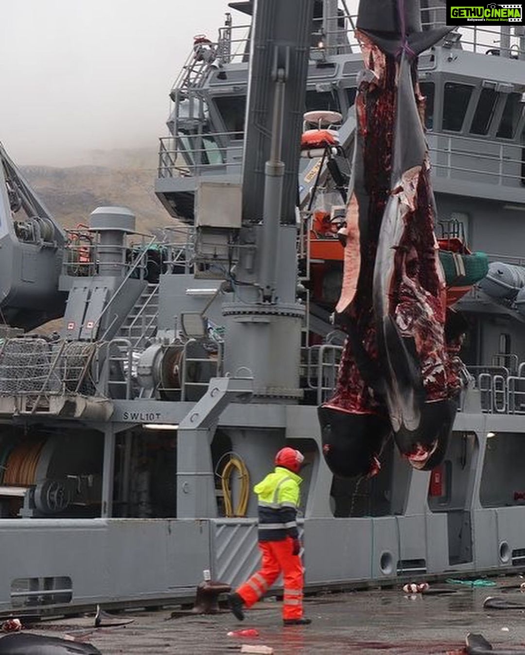 Amy Jackson Instagram - GRAPHIC CONTENT ⚠️ @seaspiracy @seashepherduk have a crew on the scene in the Faroe islands documenting the slaughter. This is their update so far. “After a two hour chase. The slaughter of pilot whales is over. Chased through the fjord and up on the beach, all lives were taken except one lone pilot whale which desperately escaped. One pilot whale, very alone, traumatised. The entire family killed before it’s eyes and ears.” The pilot whales will now be brought to land where more killers are waiting to finish the job. Stand with us in the fight to #StopTheGrind ✊ Join the coalition stopthegrind.org 📹 DISCLAIMER: The footage in this video was taken by @alitabrizi and @lucytabrizi whilst filming @seaspiracy and is not of the current massacre occurring right now. #seashephered #seaspiracy #faroeislands #thegrindhunt #pilotwhales #conservation #whales #dolphins #animals #marinewildlife #wildlife #nature #ocean #cruelty #oceanlife Faroe Islands