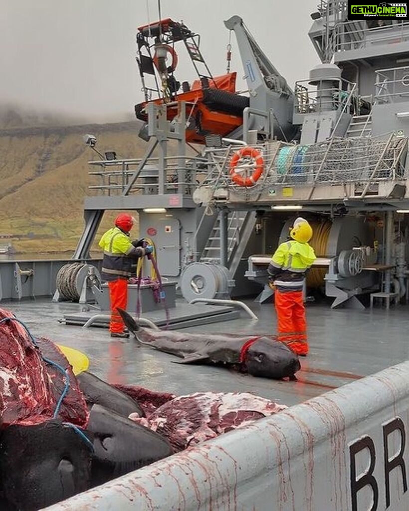 Amy Jackson Instagram - GRAPHIC CONTENT ⚠️ @seaspiracy @seashepherduk have a crew on the scene in the Faroe islands documenting the slaughter. This is their update so far.⁠ ⁠ “After a two hour chase. The slaughter of pilot whales is over. Chased through the fjord and up on the beach, all lives were taken except one lone pilot whale which desperately escaped. One pilot whale, very alone, traumatised. The entire family killed before it’s eyes and ears.”⁠ ⁠ The pilot whales will now be brought to land where more killers are waiting to finish the job. ⁠ ⁠ Stand with us in the fight to #StopTheGrind ✊ Join the coalition stopthegrind.org ⁠ 📹 DISCLAIMER: The footage in this video was taken by @alitabrizi and @lucytabrizi whilst filming @seaspiracy and is not of the current massacre occurring right now.⁠ ⁠ ⁠ #seashephered #seaspiracy #faroeislands #thegrindhunt #pilotwhales #conservation #whales #dolphins #animals #marinewildlife #wildlife #nature #ocean #cruelty #oceanlife⁠ Faroe Islands