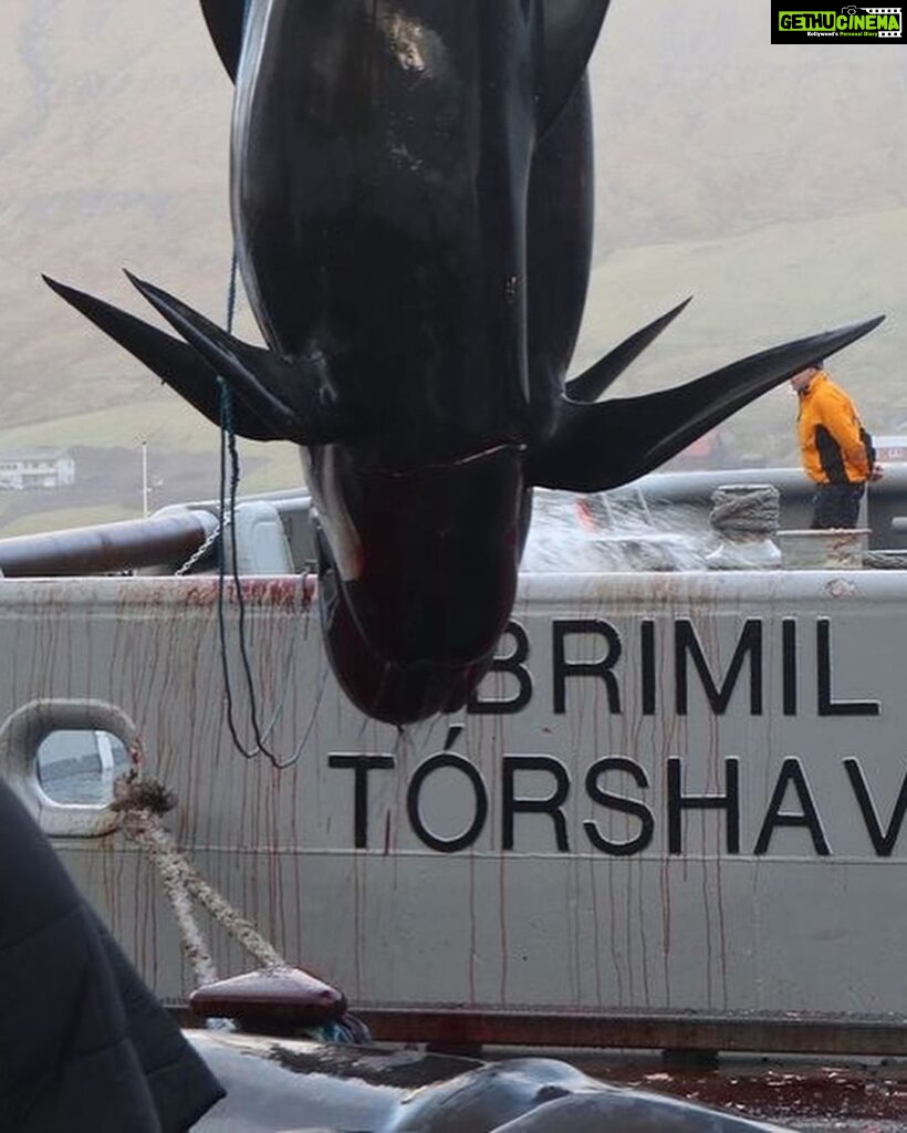 Amy Jackson Instagram - GRAPHIC CONTENT ⚠️ @seaspiracy @seashepherduk have a crew on the scene in the Faroe islands documenting the slaughter. This is their update so far.⁠ ⁠ “After a two hour chase. The slaughter of pilot whales is over. Chased through the fjord and up on the beach, all lives were taken except one lone pilot whale which desperately escaped. One pilot whale, very alone, traumatised. The entire family killed before it’s eyes and ears.”⁠ ⁠ The pilot whales will now be brought to land where more killers are waiting to finish the job. ⁠ ⁠ Stand with us in the fight to #StopTheGrind ✊ Join the coalition stopthegrind.org ⁠ 📹 DISCLAIMER: The footage in this video was taken by @alitabrizi and @lucytabrizi whilst filming @seaspiracy and is not of the current massacre occurring right now.⁠ ⁠ ⁠ #seashephered #seaspiracy #faroeislands #thegrindhunt #pilotwhales #conservation #whales #dolphins #animals #marinewildlife #wildlife #nature #ocean #cruelty #oceanlife⁠ Faroe Islands