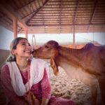 Anagha Bhosale Instagram - Here is a girl who loves 🐮 cows 🐄 . Brahma reside in the Gaumata, Lord Vishnu is in the throat. Lord Shiva resides in the mouth, then in the middle part is the abode of all the Gods. In the Indian culture, the cow has the status of Goddess. It is believed that in the cow there is a dwelling of 33 gods and goddesses. Therefore, in India cow is given the status of Gau Mata. Everyone has relied on cow's milk for food and nutrition at some point in their life. The cow gives us permission to take whatever milk is left after feeding her baby. We take the milk because it will nourish our body. So the cow became a mother to us in India. The cow is an animal that can understand our pain and tears of our suffering too. That is why in India it is said that cow should not be killed. The person who do the service of cow mother, takes away all kinds of calamities that come upon him. The cow is considered as sacred in Indian culture. killing cow must be avoided, because there is a possibility of holding a human body in the next birth of the cow. Killing a cow is like killing a human. Govardhan Eco Village (GEV) - Sri Radha Vrindavanbihari Temple, Mumbai.