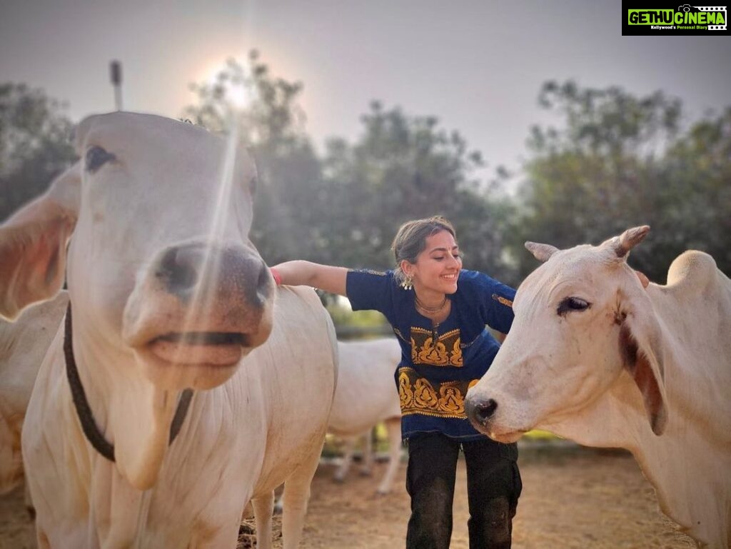 Anagha Bhosale Instagram - When there is love in our heart, Only love will come out. With my Gopinath & Damodar Priya 💙 @govardhan_ecovillage @govardhan_goshala