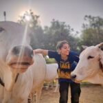 Anagha Bhosale Instagram - When there is love in our heart, Only love will come out. With my Gopinath & Damodar Priya 💙 @govardhan_ecovillage @govardhan_goshala