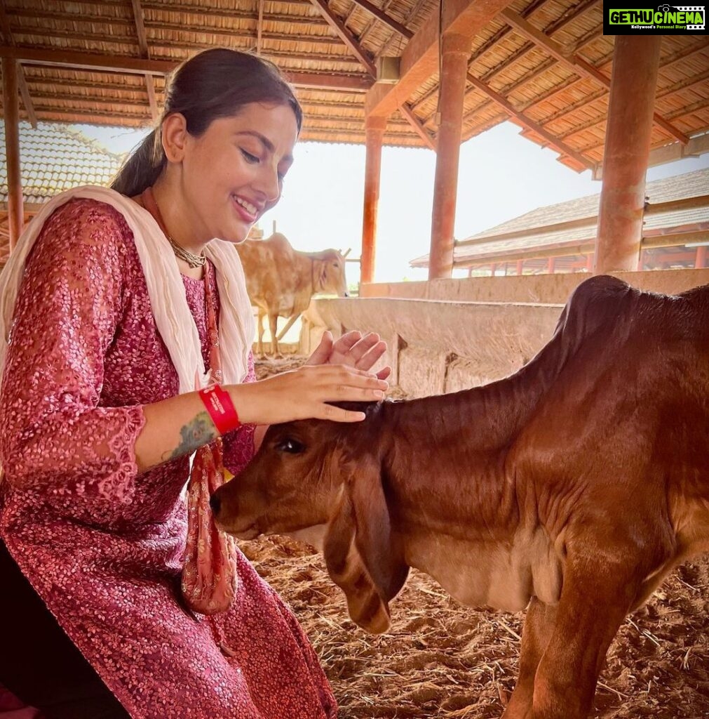 Anagha Bhosale Instagram - Here is a girl who loves 🐮 cows 🐄 . Brahma reside in the Gaumata, Lord Vishnu is in the throat. Lord Shiva resides in the mouth, then in the middle part is the abode of all the Gods. In the Indian culture, the cow has the status of Goddess. It is believed that in the cow there is a dwelling of 33 gods and goddesses. Therefore, in India cow is given the status of Gau Mata. Everyone has relied on cow's milk for food and nutrition at some point in their life. The cow gives us permission to take whatever milk is left after feeding her baby. We take the milk because it will nourish our body. So the cow became a mother to us in India. The cow is an animal that can understand our pain and tears of our suffering too. That is why in India it is said that cow should not be killed. The person who do the service of cow mother, takes away all kinds of calamities that come upon him. The cow is considered as sacred in Indian culture. killing cow must be avoided, because there is a possibility of holding a human body in the next birth of the cow. Killing a cow is like killing a human. Govardhan Eco Village (GEV) - Sri Radha Vrindavanbihari Temple, Mumbai.