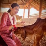 Anagha Bhosale Instagram - Here is a girl who loves 🐮 cows 🐄 . Brahma reside in the Gaumata, Lord Vishnu is in the throat. Lord Shiva resides in the mouth, then in the middle part is the abode of all the Gods. In the Indian culture, the cow has the status of Goddess. It is believed that in the cow there is a dwelling of 33 gods and goddesses. Therefore, in India cow is given the status of Gau Mata. Everyone has relied on cow's milk for food and nutrition at some point in their life. The cow gives us permission to take whatever milk is left after feeding her baby. We take the milk because it will nourish our body. So the cow became a mother to us in India. The cow is an animal that can understand our pain and tears of our suffering too. That is why in India it is said that cow should not be killed. The person who do the service of cow mother, takes away all kinds of calamities that come upon him. The cow is considered as sacred in Indian culture. killing cow must be avoided, because there is a possibility of holding a human body in the next birth of the cow. Killing a cow is like killing a human. Govardhan Eco Village (GEV) - Sri Radha Vrindavanbihari Temple, Mumbai.