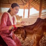 Anagha Bhosale Instagram – Here is a girl who loves 🐮 cows 🐄 
.

Brahma reside in the Gaumata, Lord Vishnu is in the throat. Lord Shiva resides in the mouth, then in the middle part is the abode of all the Gods.

In the Indian culture, the cow has the status of Goddess. It is believed that in the cow there is a dwelling of 33 gods and goddesses. Therefore, in India cow is given the status of Gau Mata.
Everyone has relied on cow’s milk for food and nutrition at some point in their life. The cow gives us permission to take whatever milk is left after feeding her baby. We take the milk because it will nourish our body. So the cow became a mother to us in India.
The cow is an animal that can understand our pain and tears of our suffering too. That is why in India it is said that cow should not be killed.

The person who do the service of cow mother, takes away all kinds of calamities that come upon him.
The cow is considered as sacred in Indian culture. killing cow must be avoided, because there is a possibility of holding a human body in the next birth of the cow. Killing a cow is like killing a human. Govardhan Eco Village (GEV) – Sri Radha Vrindavanbihari Temple, Mumbai.