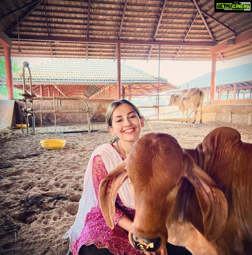 Anagha Bhosale Instagram - Here is a girl who loves 🐮 cows 🐄 . Brahma reside in the Gaumata, Lord Vishnu is in the throat. Lord Shiva resides in the mouth, then in the middle part is the abode of all the Gods. In the Indian culture, the cow has the status of Goddess. It is believed that in the cow there is a dwelling of 33 gods and goddesses. Therefore, in India cow is given the status of Gau Mata. Everyone has relied on cow's milk for food and nutrition at some point in their life. The cow gives us permission to take whatever milk is left after feeding her baby. We take the milk because it will nourish our body. So the cow became a mother to us in India. The cow is an animal that can understand our pain and tears of our suffering too. That is why in India it is said that cow should not be killed. The person who do the service of cow mother, takes away all kinds of calamities that come upon him. The cow is considered as sacred in Indian culture. killing cow must be avoided, because there is a possibility of holding a human body in the next birth of the cow. Killing a cow is like killing a human. Govardhan Eco Village (GEV) - Sri Radha Vrindavanbihari Temple, Mumbai.