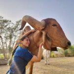 Anagha Bhosale Instagram - When there is love in our heart, Only love will come out. With my Gopinath & Damodar Priya 💙 @govardhan_ecovillage @govardhan_goshala