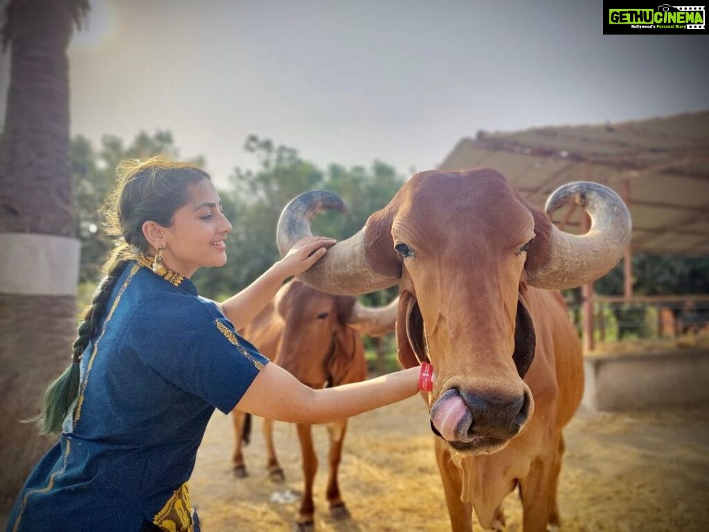 Anagha Bhosale Instagram - When there is love in our heart, Only love will come out. With my Gopinath & Damodar Priya 💙 @govardhan_ecovillage @govardhan_goshala