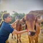 Anagha Bhosale Instagram - When there is love in our heart, Only love will come out. With my Gopinath & Damodar Priya 💙 @govardhan_ecovillage @govardhan_goshala