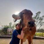 Anagha Bhosale Instagram - When there is love in our heart, Only love will come out. With my Gopinath & Damodar Priya 💙 @govardhan_ecovillage @govardhan_goshala