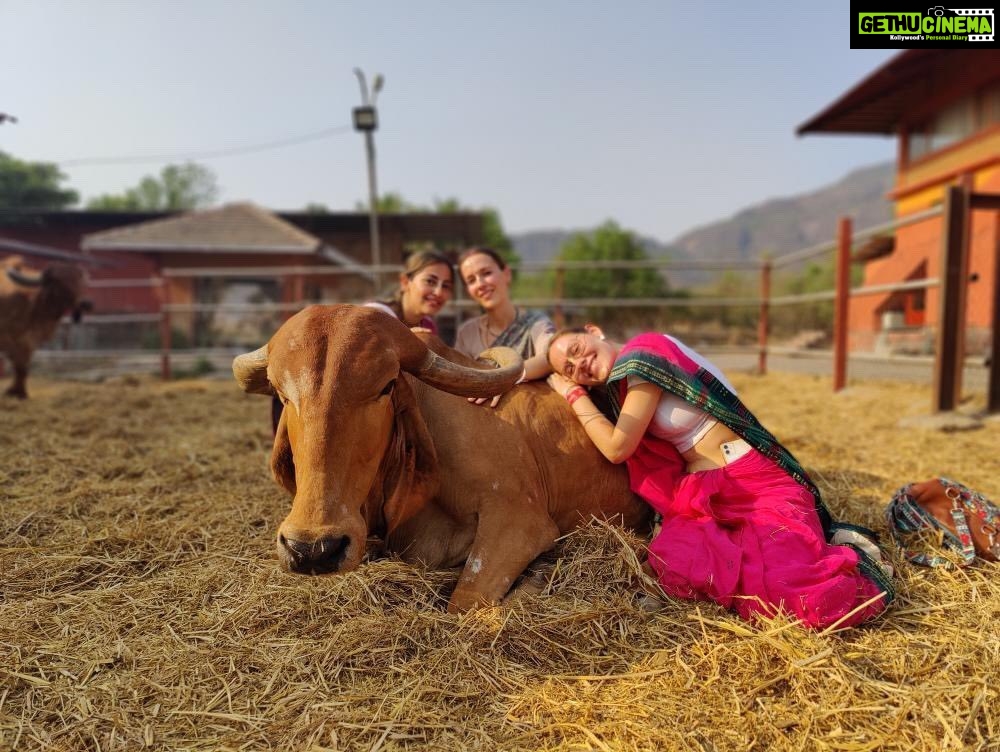 Anagha Bhosale Instagram - If we please who are dear to Krishna, Krishna’s heart willingly becomes conquered -Radhanath Maharaj @govardhan_goshala @govardhan_ecovillage @sisterhealingco @vilmadrulyte @careforcowsvrindavan @bhaktigirls_meet Govardhan Ecovillage