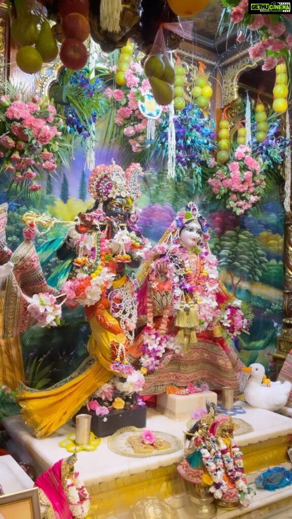 Anagha Bhosale Instagram - Live for these services towards Radha Rani & Hari 🥹🦚 #fewmomentsoflove We are living according to our previous choices but we have the free will to change our destination & the goal of life should be going back to godhead & serving Radha Rani & Krishna, some important aspects are compassion & kindness towards every part & parcel of the lord to purify our existence, hope u all have a beautiful day ahead 🦚♥️