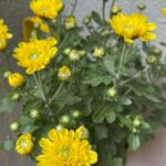 Ananya Instagram - In love with them🌼.when I looked at them with a smile on my face. 💛💛 #Chrysanthemum #yellow #flowers #inlove #naturelover #plantae #farming