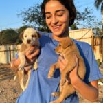 Ananya Panday Instagram - PUPPIES!!!!!! 🥺🥺🥺🥺🥺🥺🥺